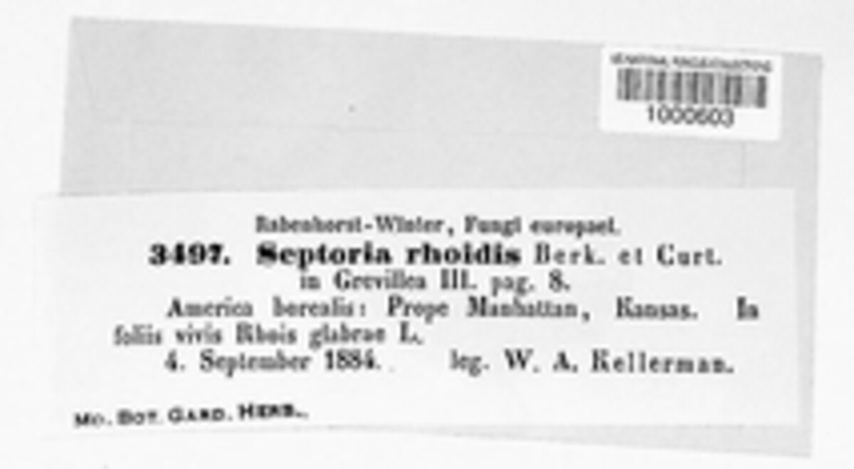 Septoria rhoidis image